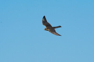 Aplomado falcon in flight, Patagonia Argentina.