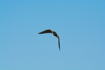 Aplomado falcon in flight, Patagonia Argentina.