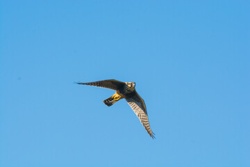 Aplomado falcon in flight, Patagonia Argentina.