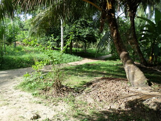 path in tropical garden