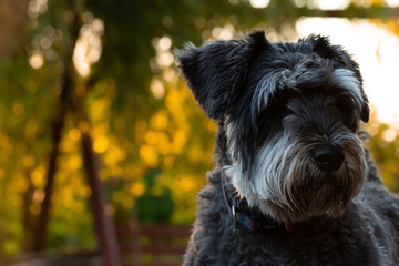 A large female dognauzer