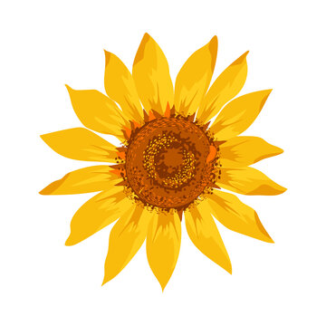 Sunflower flower ring. Hand drawn sketch. Watercolor effect  vector illustration. 