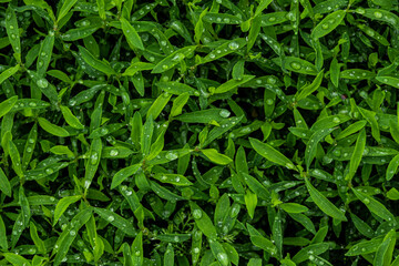 Wet grass after rain - obrazy, fototapety, plakaty