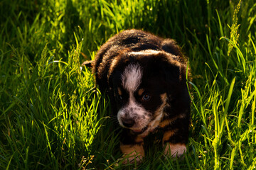 A little puppy outdoors in the countryside - obrazy, fototapety, plakaty
