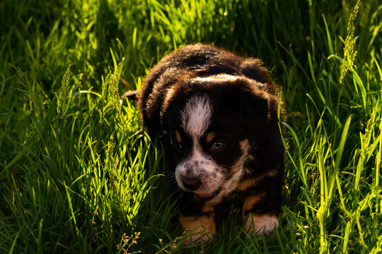 A little puppy outdoors in the countryside