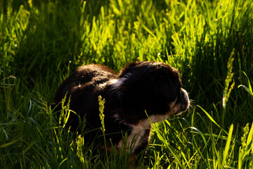 A little puppy outdoors in the countryside © Grzegorz