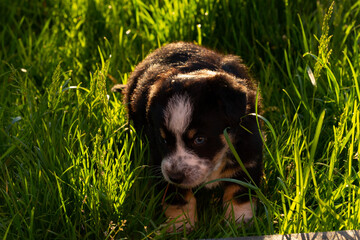 A little puppy outdoors in the countryside - obrazy, fototapety, plakaty