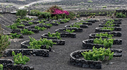 Black sand vineyards in La Geria, the wine region of Lanzarote. Canary Islands, Spain