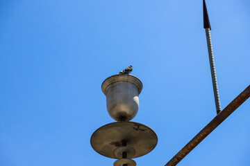 a gray pigeon sitting on tope of an old silver metal lamp post with a clear blue sky at MacArthur...