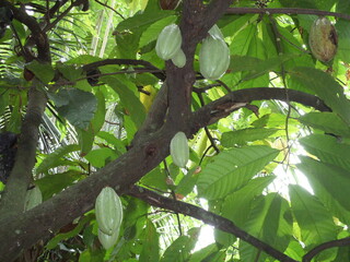 green branch coco