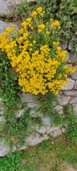 Yellow wallflower on a wall. Gelbe Blüten fließen über eine Mauer