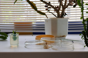 biological dishes are lying on the windowsill       