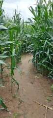 Corn on cop. Maisfeld, Weg im Maislabyrinth. Maize Maze