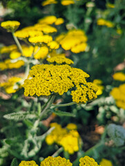 Yellow Yarrow Flowers © Matthew Strong
