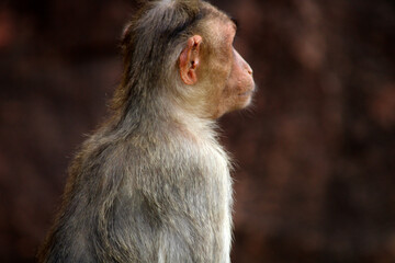 Bonnet macaque (Zati) in the Badami Fort.