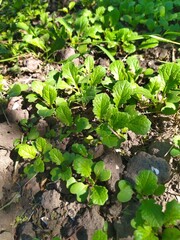 plants in a garden