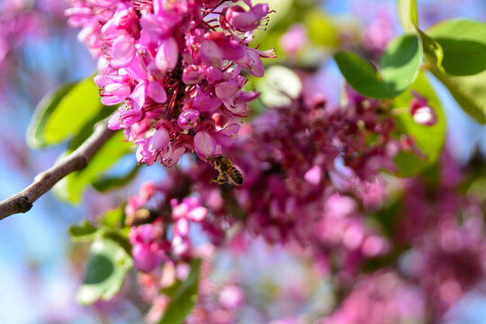 Redbud (red bud) trees and bees in May in Istanbul
