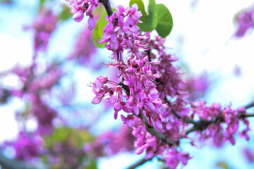 Redbud (red bud) trees in May in Istanbul
