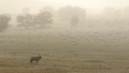 Gemsbok in the mist in the Kgalagadi