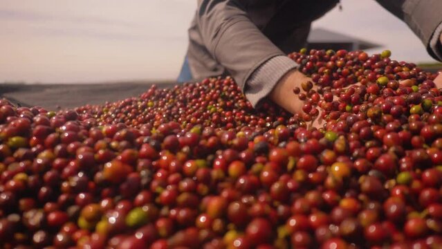 Farmer man hands picking up coffee beans