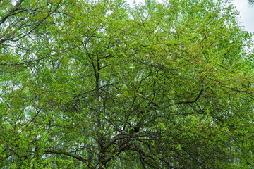 蕾が沢山ついたズミ(Malus toringo)の木／バラ科リンゴ属