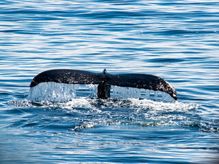 whale tail submerging © Images by Downing