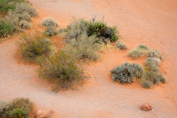 Pflanzen auf extrem trockenem Boden in Nationalparks der USA)