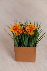 gelbe Frühlingsblumen
