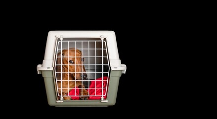 Transportation of a hunting red dog of the Dachshund breed in a large special plastic box, which looks sadly through a closed lattice door.