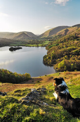 Border collie sheepdog on Loughrigg Fell looks over Grasmere valley and lake in Lake District National Park, Cumbria, England. - obrazy, fototapety, plakaty