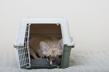A French Bulldog lies in a large plastic shipping box and stares plaintively at the camera. 