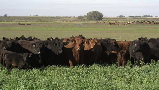 Agribusiness.  Brangus Black and Red Cattle, in natural pasture, Angus cattle, highly genetic bulls