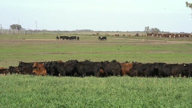Agribusiness.  Brangus Black and Red Cattle, in natural pasture, Angus cattle, highly genetic bulls