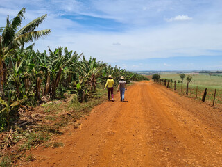 Fototapeta na wymiar Women walking along a rural road beside a banana plantation in Brazil