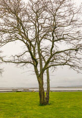 One tree near the sea. Lonely tree on the beach in spring overcast day in Canada.
