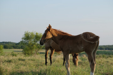 Foal horse close up during early morning on ranch in Texas pasture.