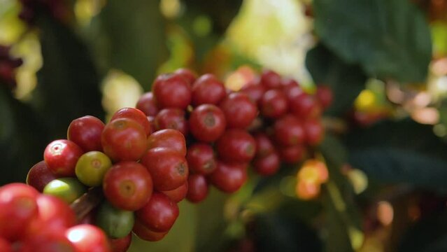 Closeup of coffee bean, tree and its leaves