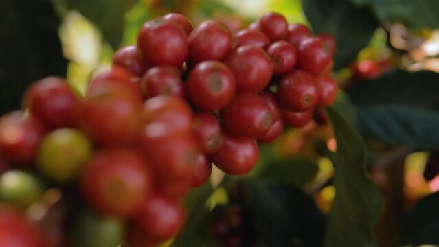Closeup of coffee bean, tree and its leaves