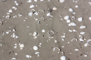 shells in the sand