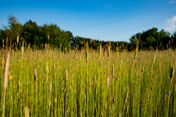 łąki, pola, letnie łąki, łąki i lasy, Kwitnące trawy, zielone łąki, słoneczny dzień na...