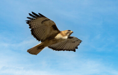 Red-tailed hawk soaring above the Pike National Forest