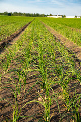 Szczypior, Cebula, Szczypiorek, pole uprawowe szczypioru, Pole uprawowe cebuli