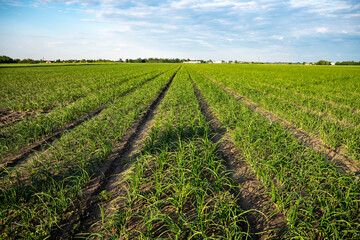 Szczypior, Cebula, Szczypiorek, pole uprawowe szczypioru, Pole uprawowe cebuli © Follow the Sun