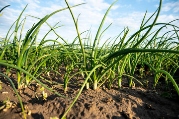 Szczypior, Cebula, Szczypiorek, pole uprawowe szczypioru, Pole uprawowe cebuli © Follow the Sun