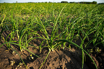 Szczypior, Cebula, Szczypiorek, pole uprawowe szczypioru, Pole uprawowe cebuli © Follow the Sun