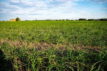 Szczypior, Cebula, Szczypiorek, pole uprawowe szczypioru, Pole uprawowe cebuli © Follow the Sun