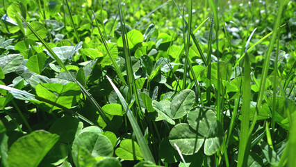 Texture grass. Pattern texture of leaves. Plants texture for designers. Tropical leaves texture. Background tropical grass. Plants pattern. Background wallpaper. Wall abstraction. Abstract texture. Cl