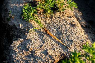 Marchew, pole uprawne marchwi, rozsada marchwi, wysiana marchew © Follow the Sun