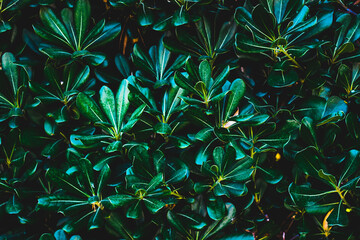 Texture grass. Pattern texture of leaves. Plants texture for designers. Tropical leaves texture. Background tropical grass. Plants pattern. Background wallpaper. Green leaves Background.