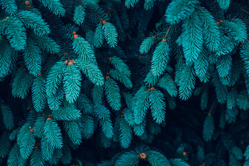 Background Silver blue spruce pine texture. Plants texture for designers. Plants pattern. Background wallpaper. Wall abstraction. Abstract texture. Green leaves Background.